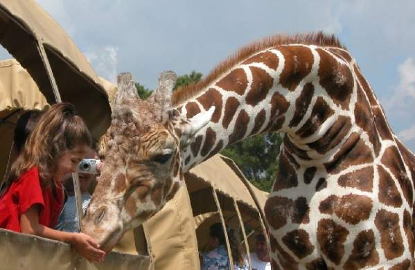 Giraffe at the Global Wildlife Center