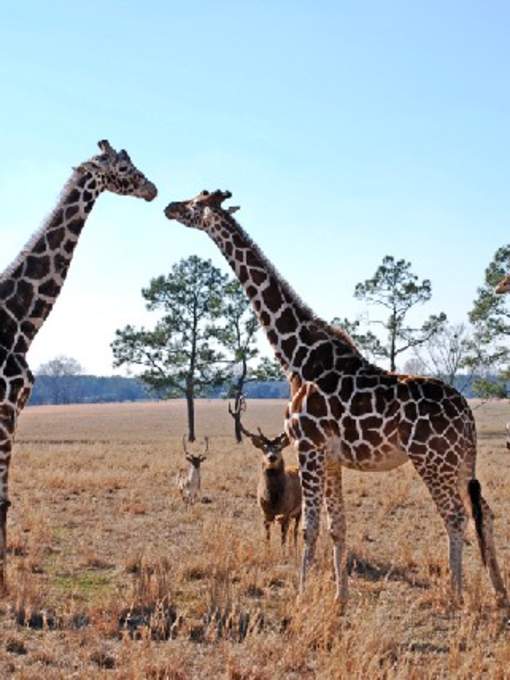 Giraffes at Global Wildlife Center