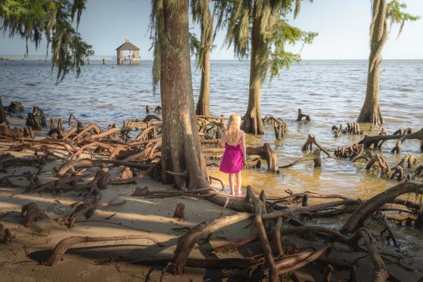 Exploring Fontainebleau State Park's shoreline cypress trees