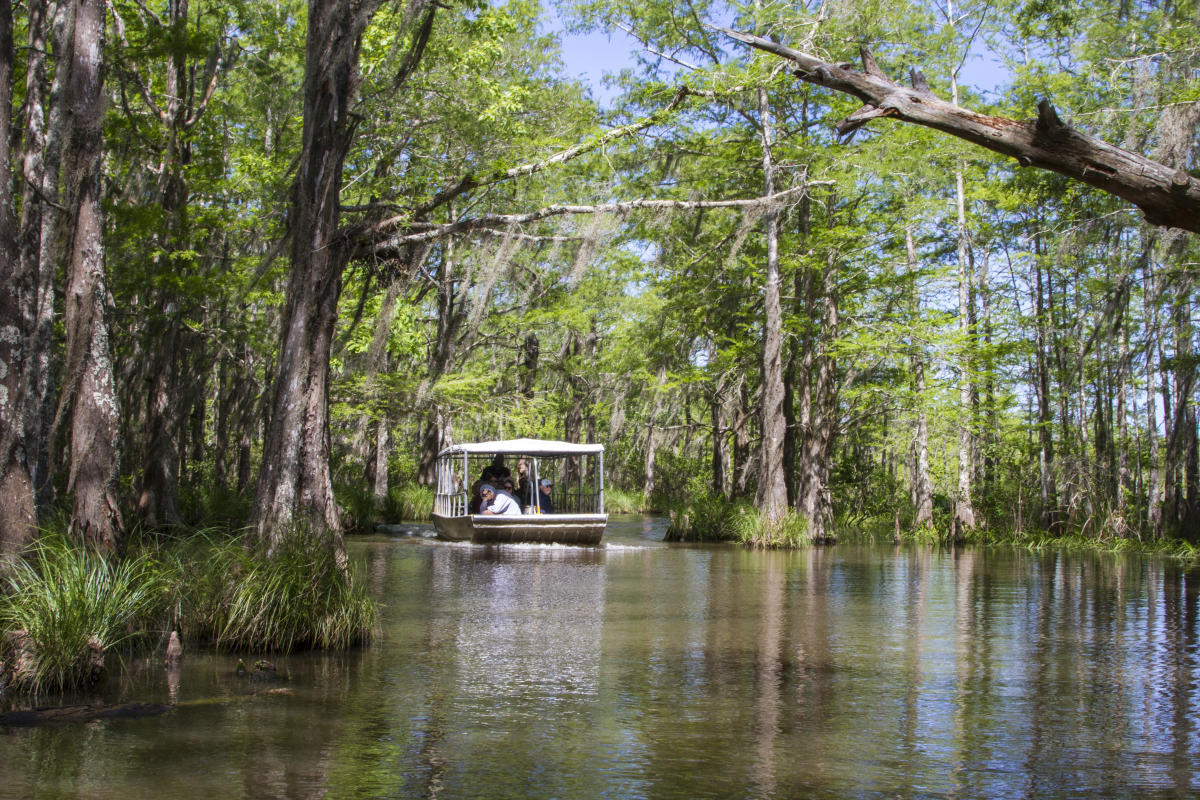 Honey Island Swamp Boat Tour