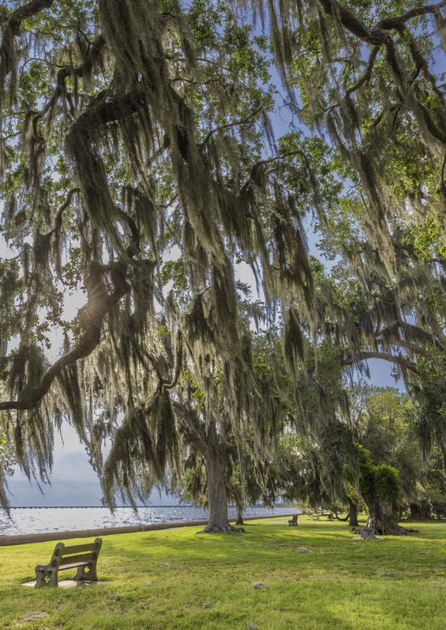 Mandeville Lakefront