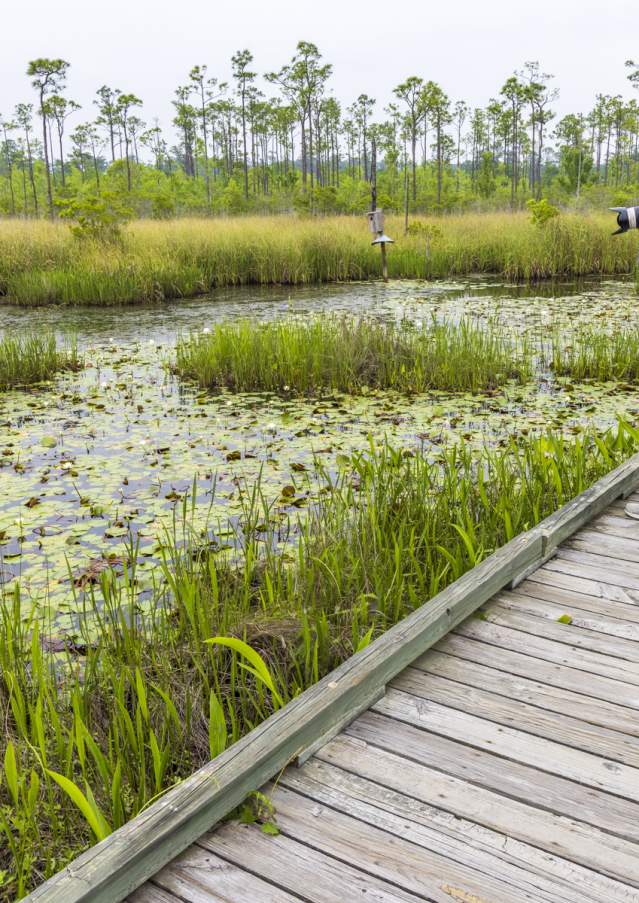 Birding in St. Tammany