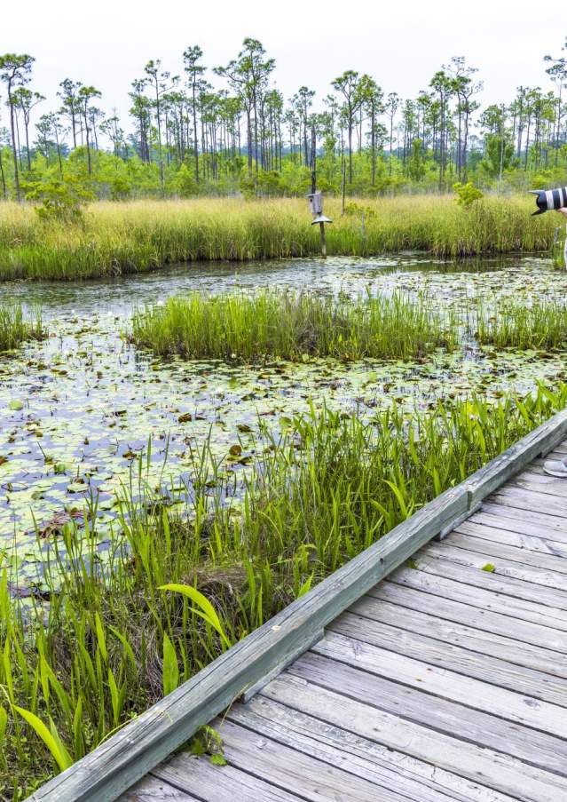 Birdwatching at Big Branch Marsh NWR