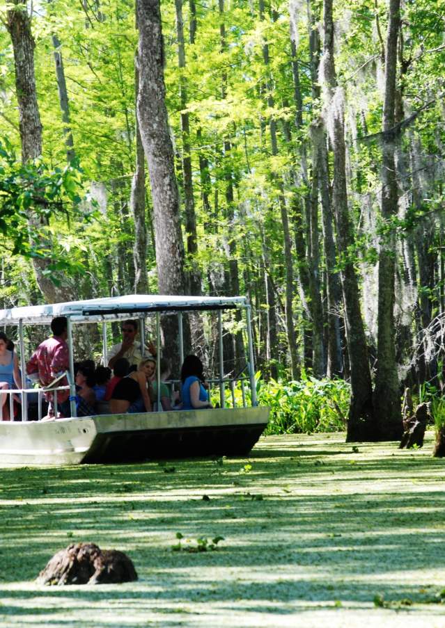 Slidell Things to Do - Honey island swamp tour