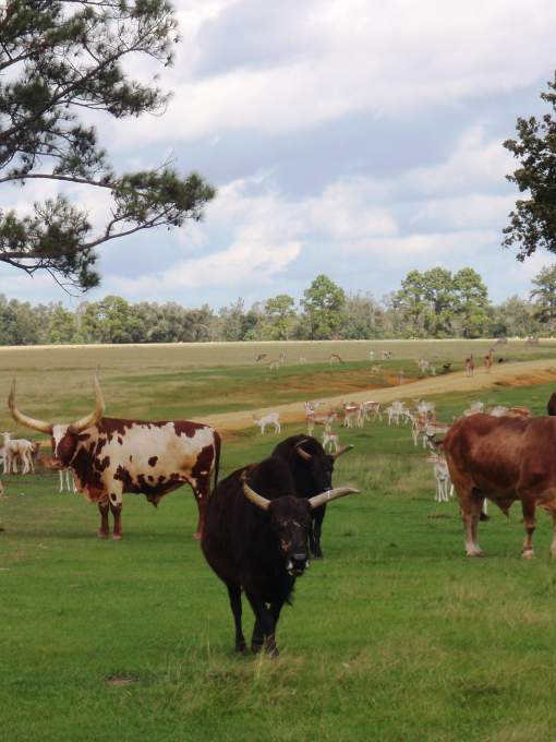 African Watusi herd at Global Wildlife Center