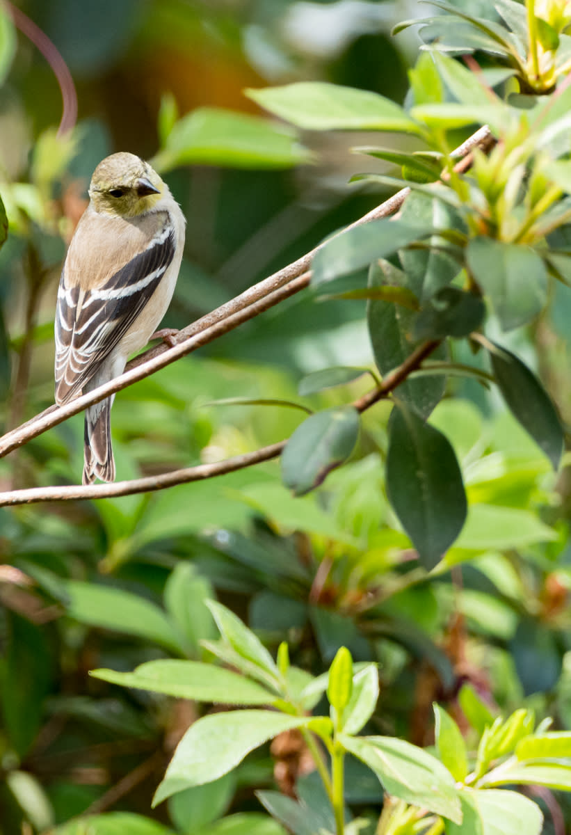 An American Goldfinch in Big Branch Marsh.