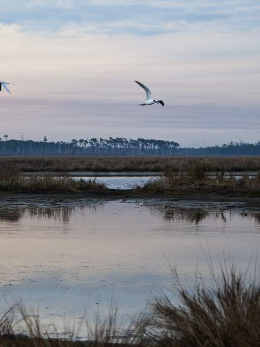 Gulls flying over Big Branch March National Wildlife Refuge at sunset