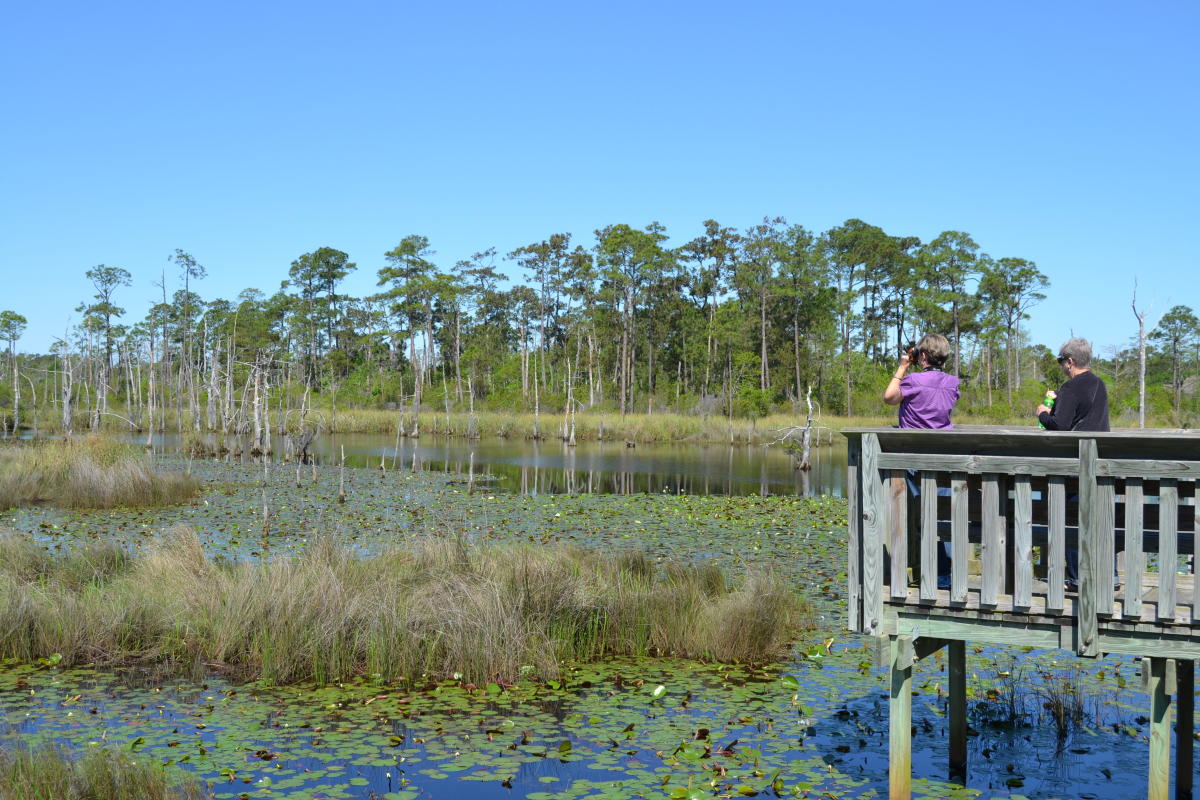 Birdwatching at Big Branch March National Wildlife Refuge