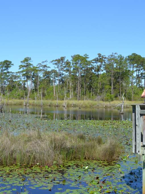 Birdwatching at Big Branch March National Wildlife Refuge