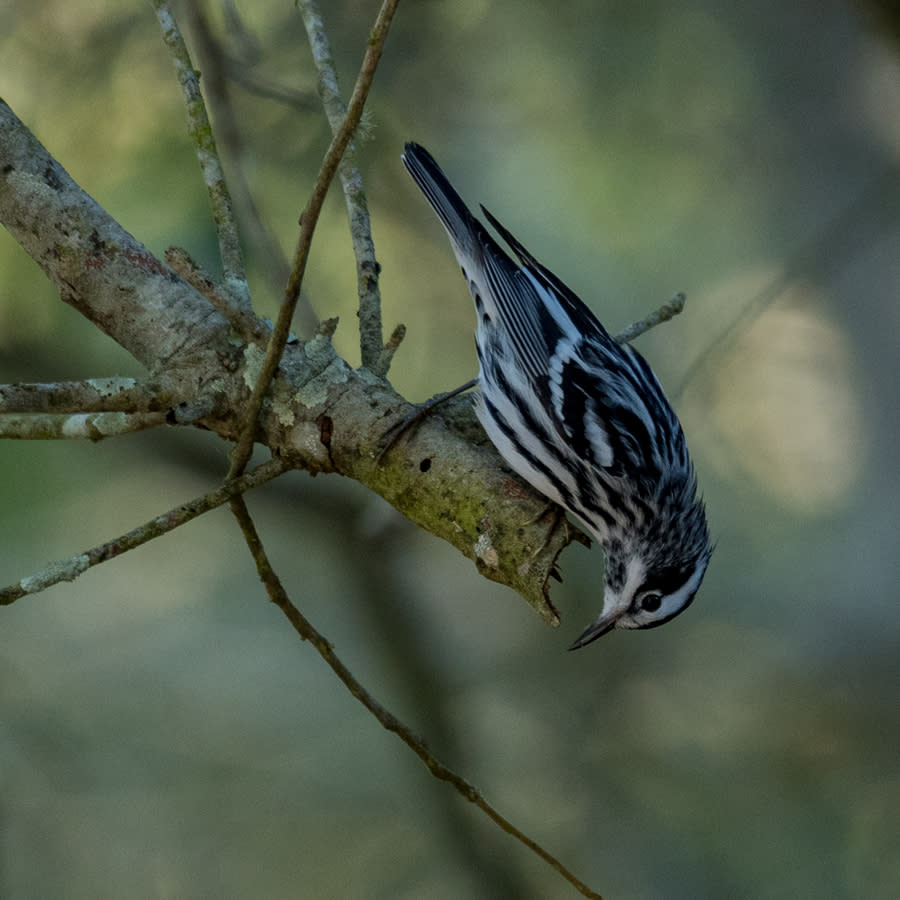 A Black and white warbler in Big Branch Marsh National Wildlife Refuge.