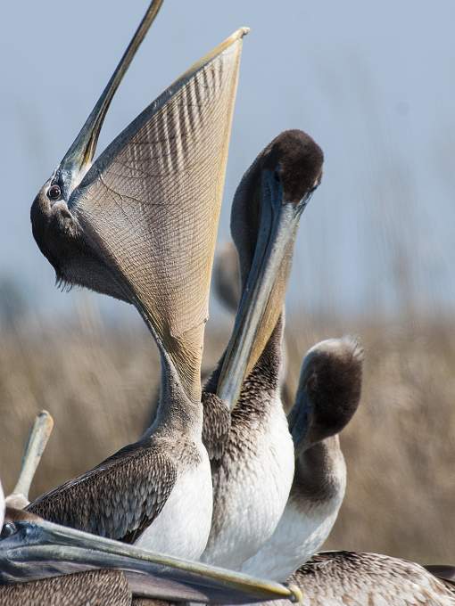 Brown Pelican at Big Branch Marsh National Wildlife Refuge