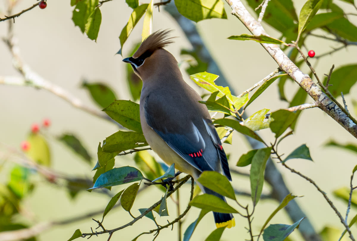 A Cedar waxwing bird in Big Branch Marsh National Wildlife Refuge.