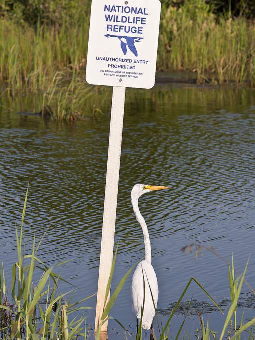 Egret at Big Branch Marsh National Wildlife Refuge