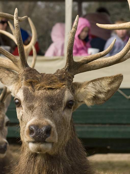 European Red Deer at Global Wildlife Center