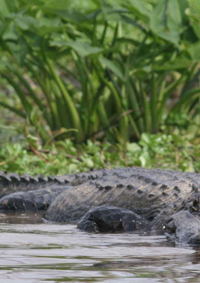 Alligator in Honey Island Swamp