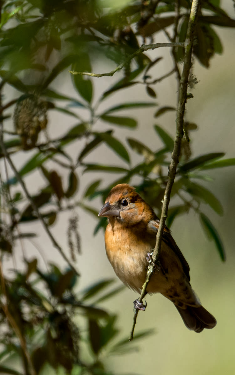 A female grosbeak in Big Branch Marsh National Wildlife Refuge.