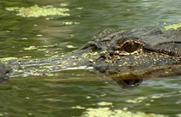 GO GATOR: Louisiana's Northshore