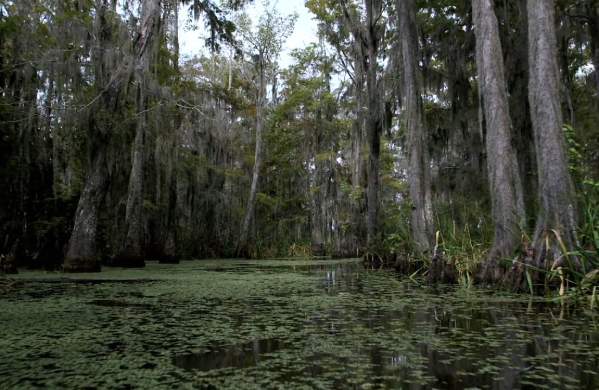 GO SWAMP: Louisiana's Northshore