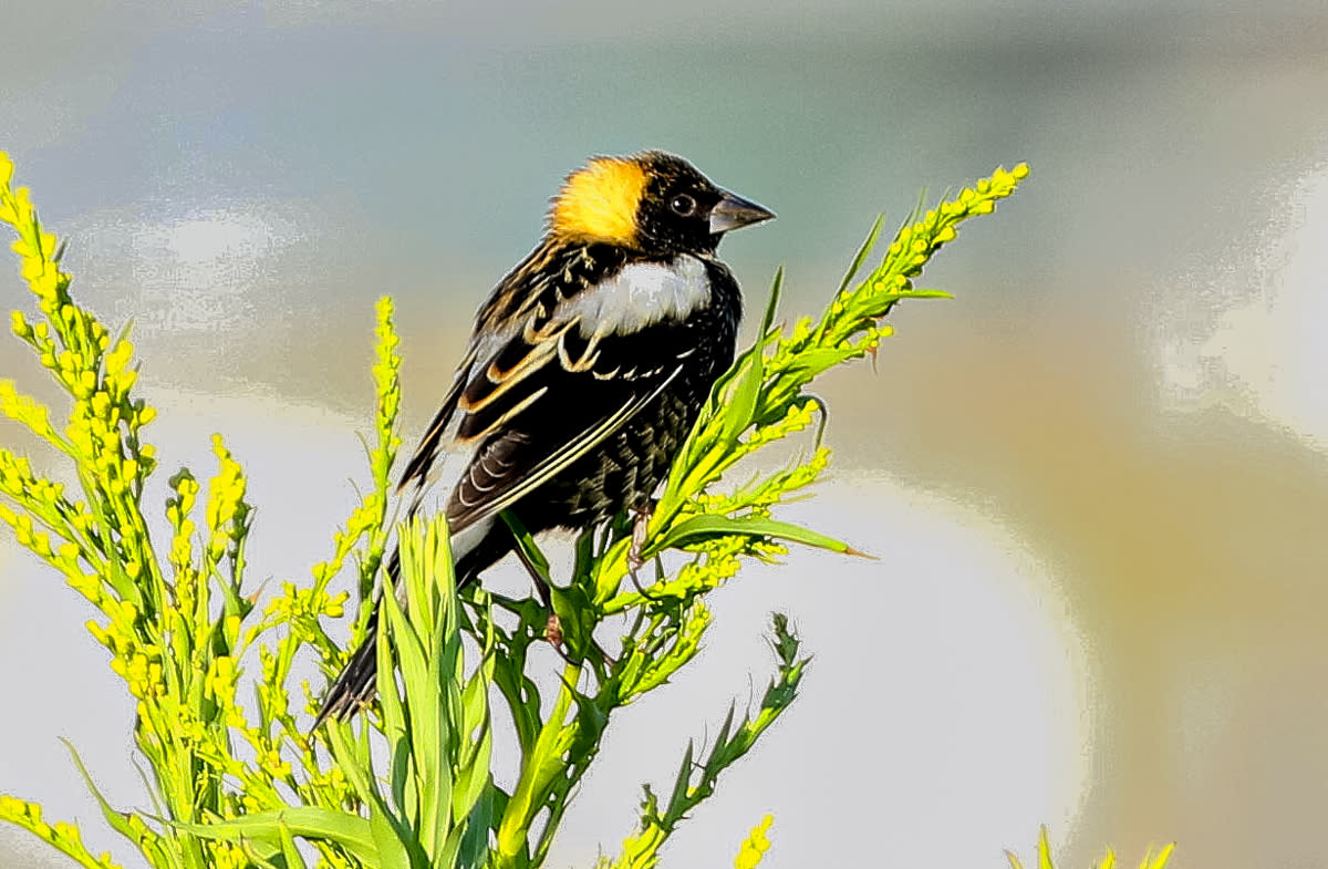 A bobolink in Big Branch Marsh National Wildlife Refuge.