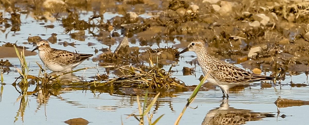 A white-rumped sandpiper in Big Branch Marsh National Wildlife Refuge.