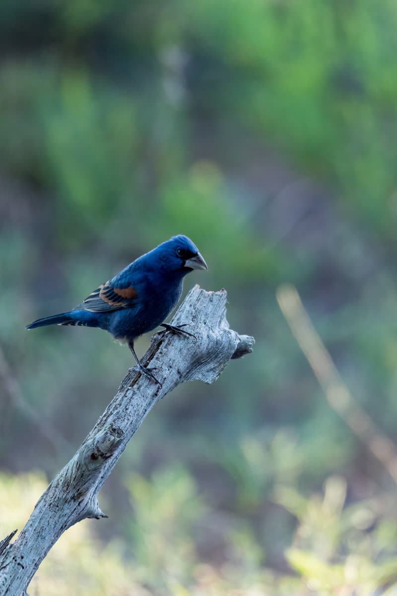 A male blue grosbeak in Big Branch Marsh National Wildlife Refuge.