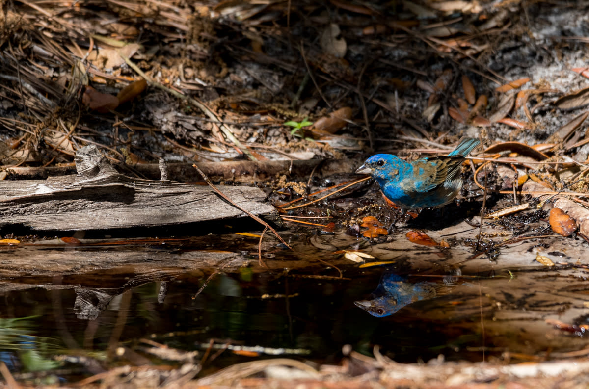 A male indigo bunting in Big Branch Marsh NWR.