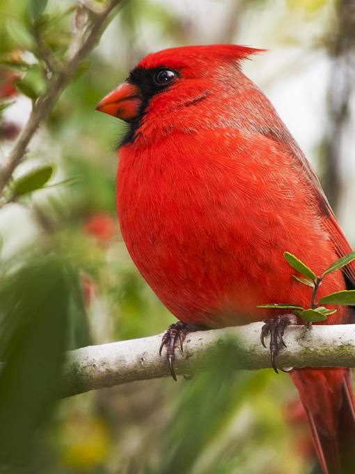 Northern Cardinal at Fontainebleau State Park