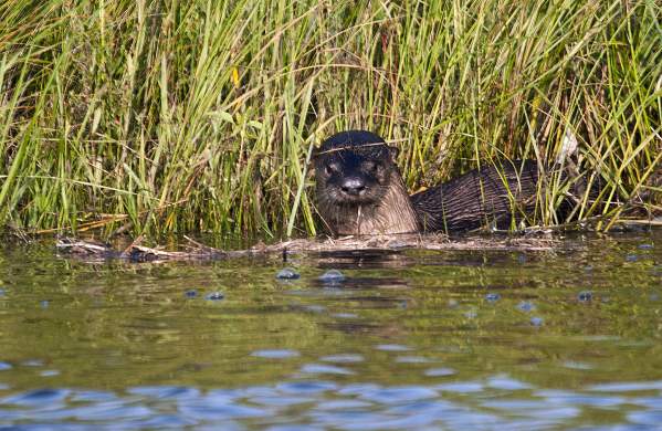 Cane Bayou River Otter