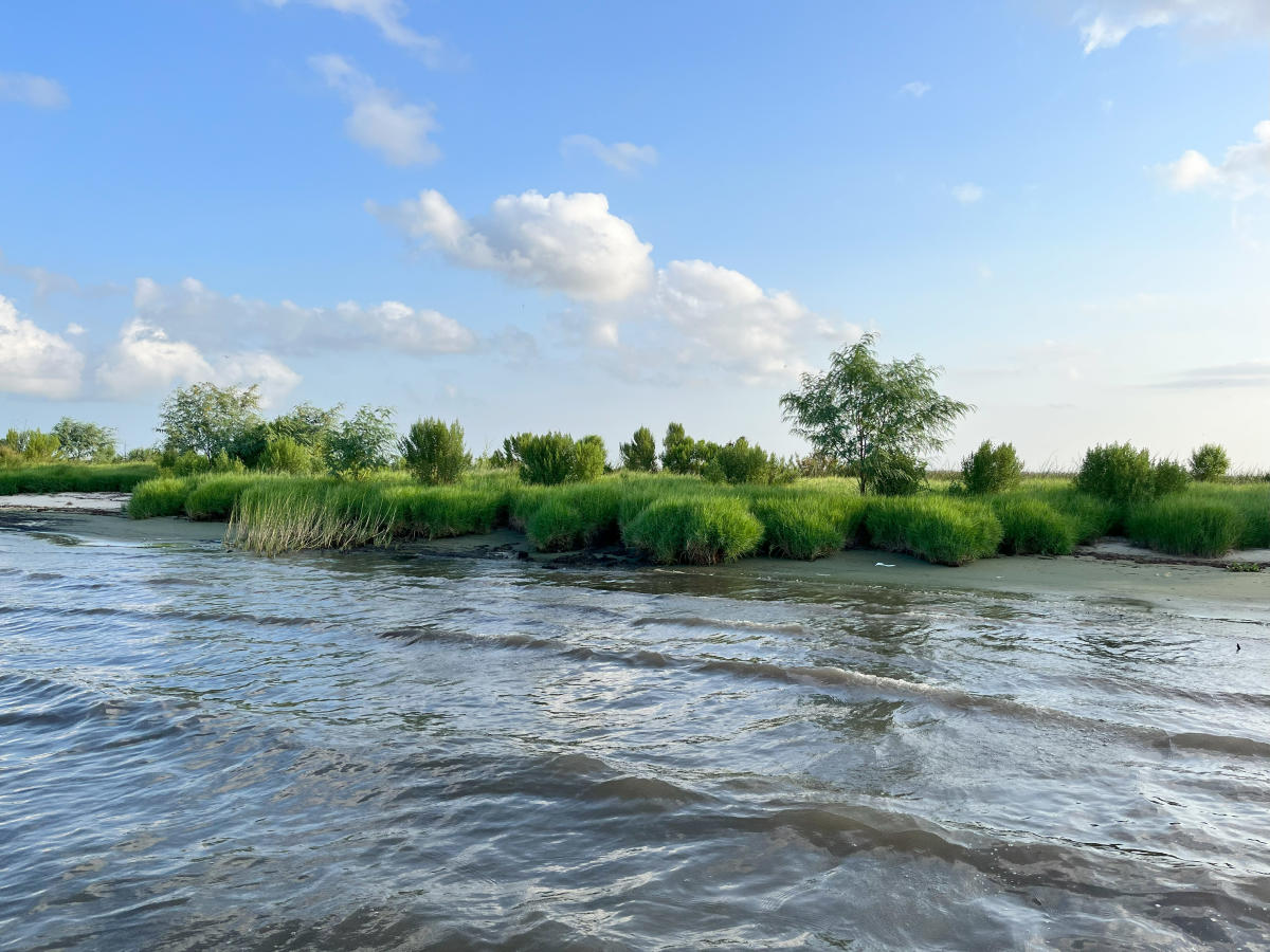 Lake Pontchartrain's grassy shoreline in Lacombe, a good hiding place for speckled trout.