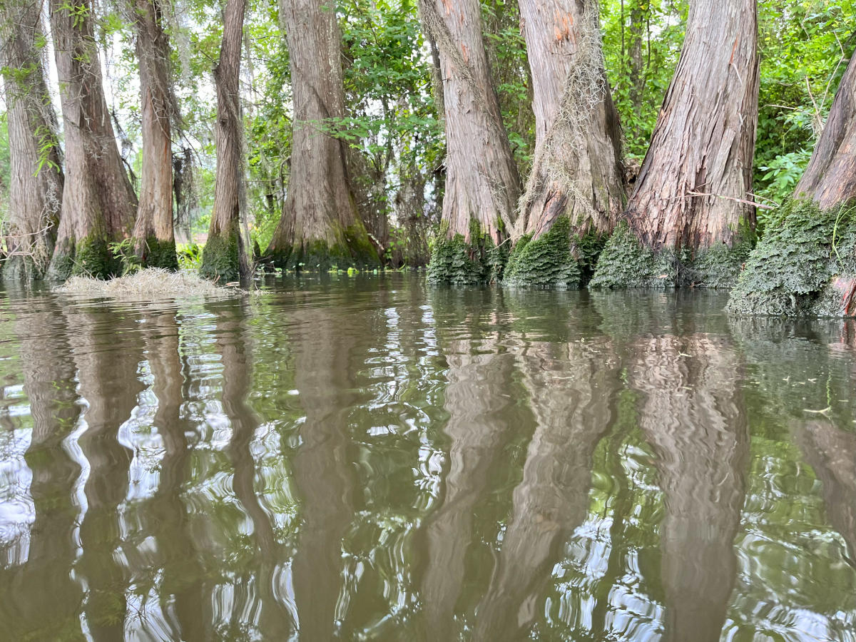 Bayou Lacombe is famous for its beautiful cypress-tree-lined shoreline.