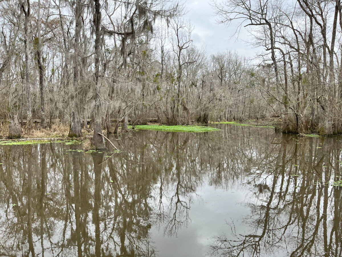 Madisonville's Tchefuncte River in winter.