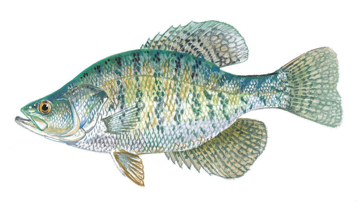 Sac-a-lait, also known as white crappie.