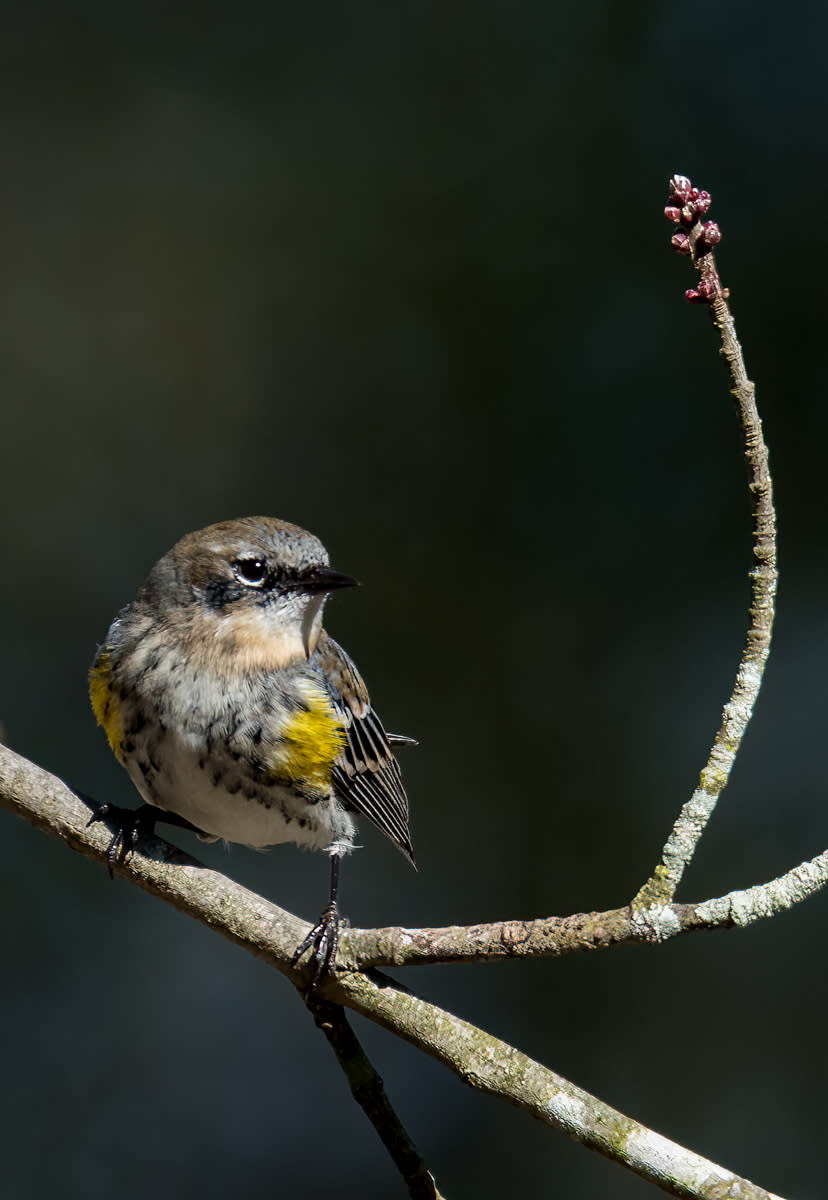 A yellow-rumped warbler in Big Branch Marsh National Wildlife Refuge.