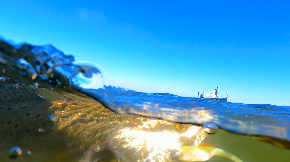 Speckled: An angler battles this bridge trout after dragging a soft plastic paddle tail minnow along the Causeway